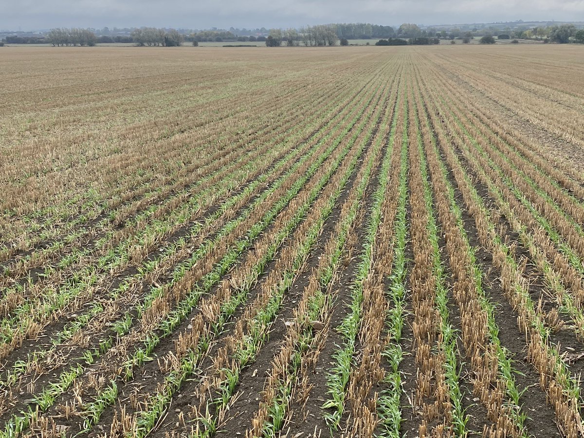 Tom Hawthorne tweet media