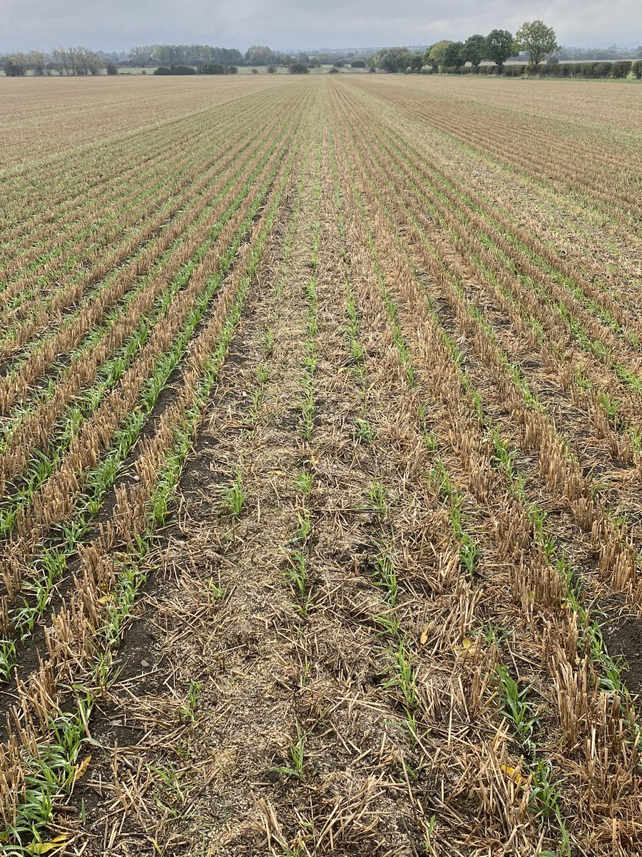 Tom Hawthorne tweet media