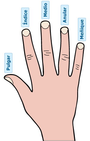 spanishrightnow's tweet photo. Pulgar=thumb
Índice=index finger Medio=middle finger
Anular=ring finger
Meñique=pinky
#learnSpanish #Spanishclasses #Spanishlanguage #learnSpanishonline #Spanishonlineclasses #Spanishvocabulary #vocabularioespañol #Spanishonline #ELE #aprenderespañol #skypeclasses https://t.co/d8LR1aWU3U