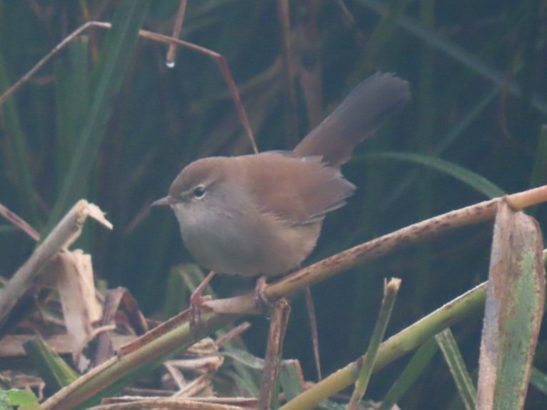 YoungerStephen's tweet photo. After nearly 2,500 hours in the field, finally a decent photo of a Cetti's Warbler at Stocker's Lake. Squealing Water Rail too.  @Hertsbirds @LondonBirdClub https://t.co/XAzpPtyrzR
