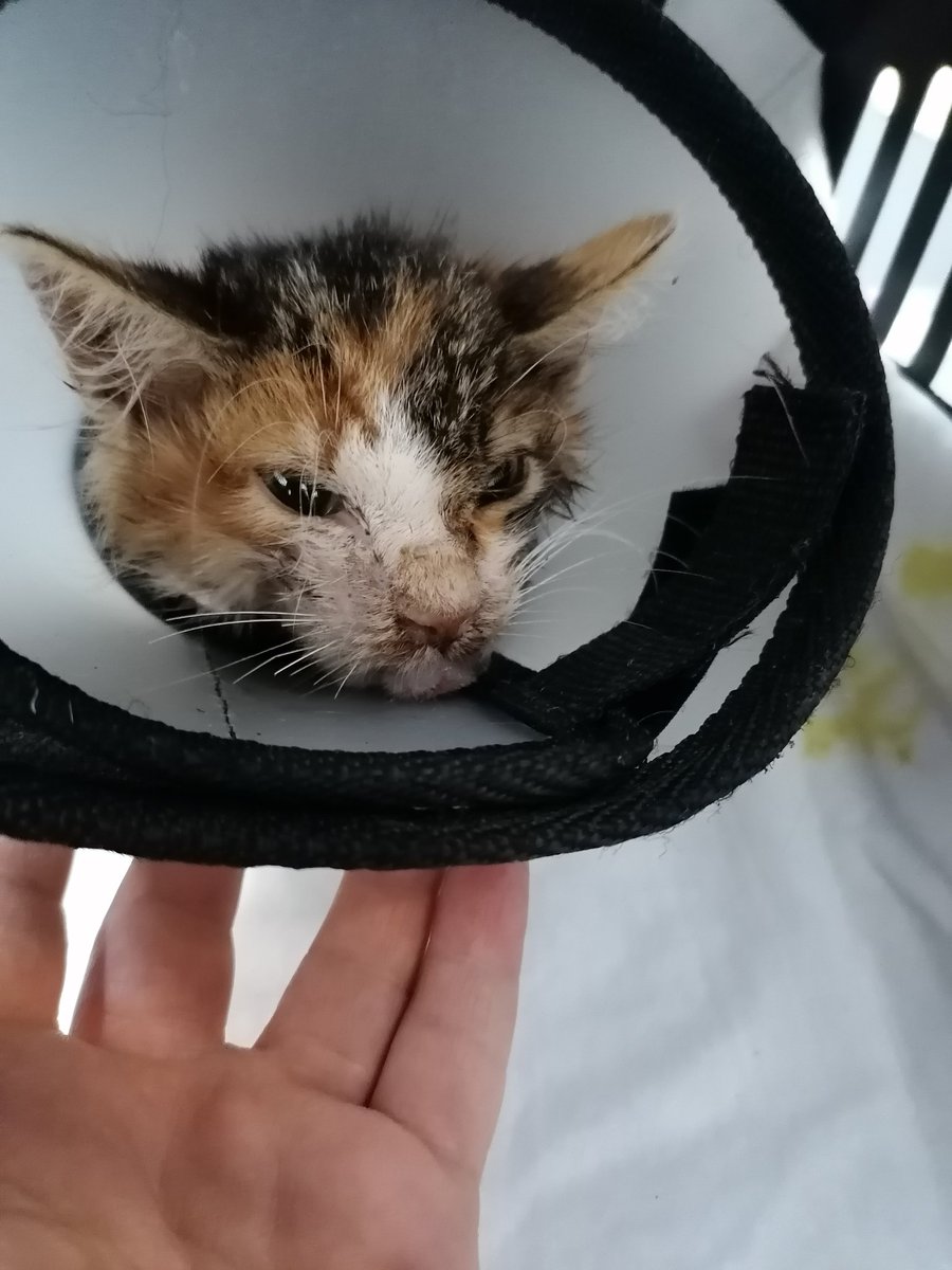 coloristcat's tweet photo. Biz ameliyatımızı olduk. İyi de geçti. Ama hocamıza vereceğimiz ücreti toplayamadık, veterinerimiz cebinden verdi. 1800tl den 775tl si toplanabildi lütfen az çok demeden bize destek olur musunuz? Vet iban verilecektir. https://t.co/RAsWroEE2C