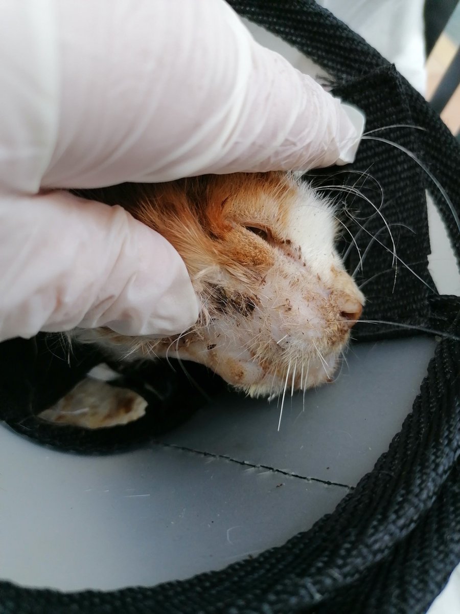 coloristcat's tweet photo. Biz ameliyatımızı olduk. İyi de geçti. Ama hocamıza vereceğimiz ücreti toplayamadık, veterinerimiz cebinden verdi. 1800tl den 775tl si toplanabildi lütfen az çok demeden bize destek olur musunuz? Vet iban verilecektir. https://t.co/RAsWroEE2C