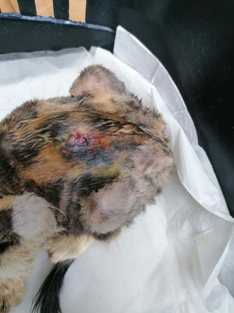 coloristcat's tweet photo. Biz ameliyatımızı olduk. İyi de geçti. Ama hocamıza vereceğimiz ücreti toplayamadık, veterinerimiz cebinden verdi. 1800tl den 775tl si toplanabildi lütfen az çok demeden bize destek olur musunuz? Vet iban verilecektir. https://t.co/RAsWroEE2C