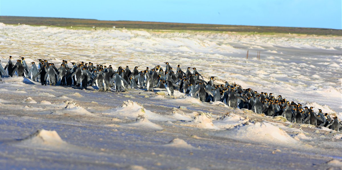kelper60's tweet photo. #king #penguin #volunteerpoint #falklandislands https://t.co/in4mMurmF7