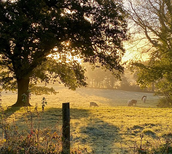 PeterCruttenden's tweet photo. Frosty morning in Steep..... https://t.co/NNnbAfYi4D