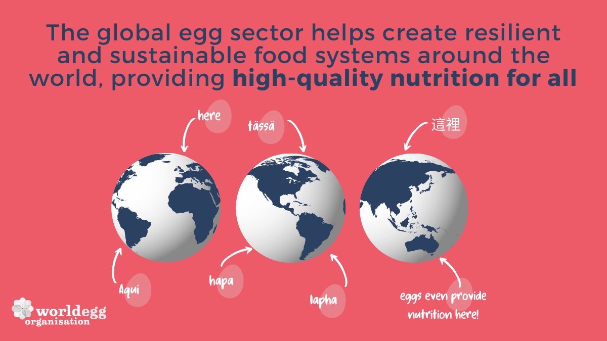 WorldEggOrg's tweet photo. The global egg industry is a significant source of income for rural populations around the world 🥚🌎

It creates resilient and sustainable food systems that are equitable, secure, and ensure high-quality nutrition for all 🍳🐓🙌

#Eggs #EggNutrition #Sustainability #FoodSystems https://t.co/ABtbPtBgJl