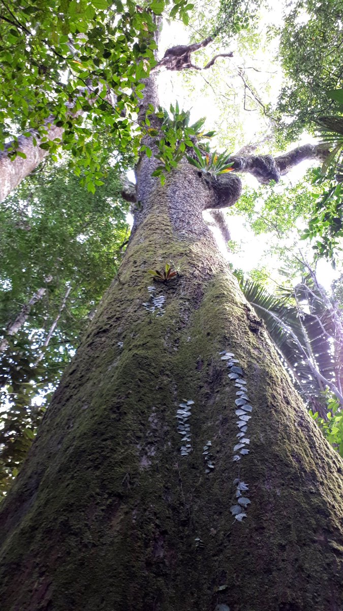 Meldawson6's tweet photo. ..this guy is an expert on carbon capture &amp; storage..from Brazil actually..#DefendTheAmazon #BolsonaroMustGo #EcocideLaw https://t.co/NZUbhEZP5F