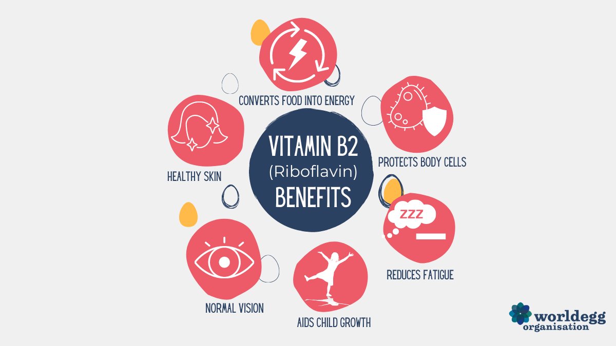 Eggs are a source of Vitamin B2 (Riboflavin) which has many incredible health benefits, including reducing fatigue, aiding child growth, and protecting body cells! 🥚🙌💪📢

#EggNutrition #Superfood #Eggs