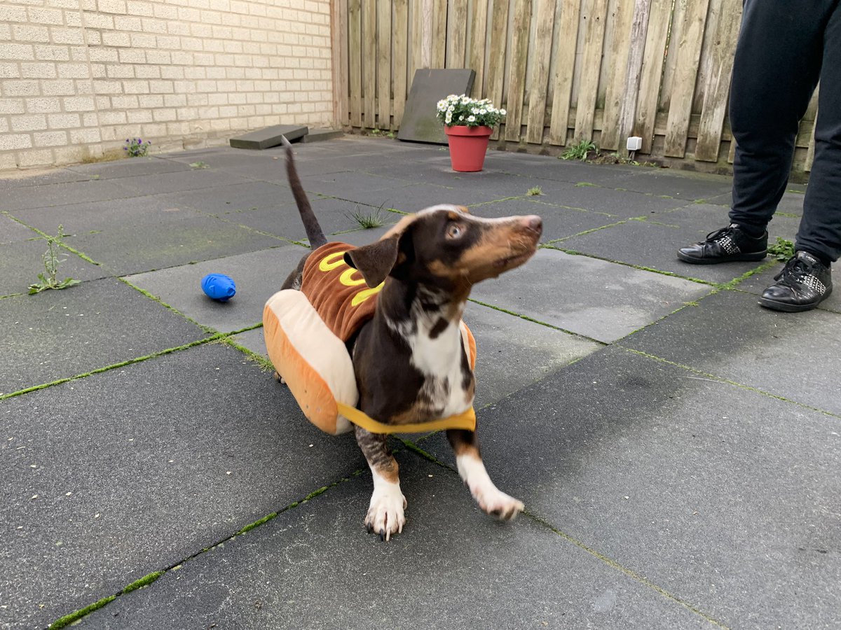 TheEternalDream's tweet photo. @CortanaV Probably my dog so they can play together 🤷‍♀️ https://t.co/xjoHed0WsD