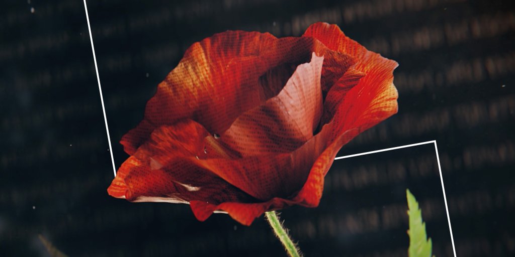 Just wonderful from our Canadian office in @WunThompsonNA – The Immortal Poppy campaign to raise money for the Royal Canadian Legion and preserve the memory of 118,000 fallen Canadian soldiers: bit.ly/3bnnpqi