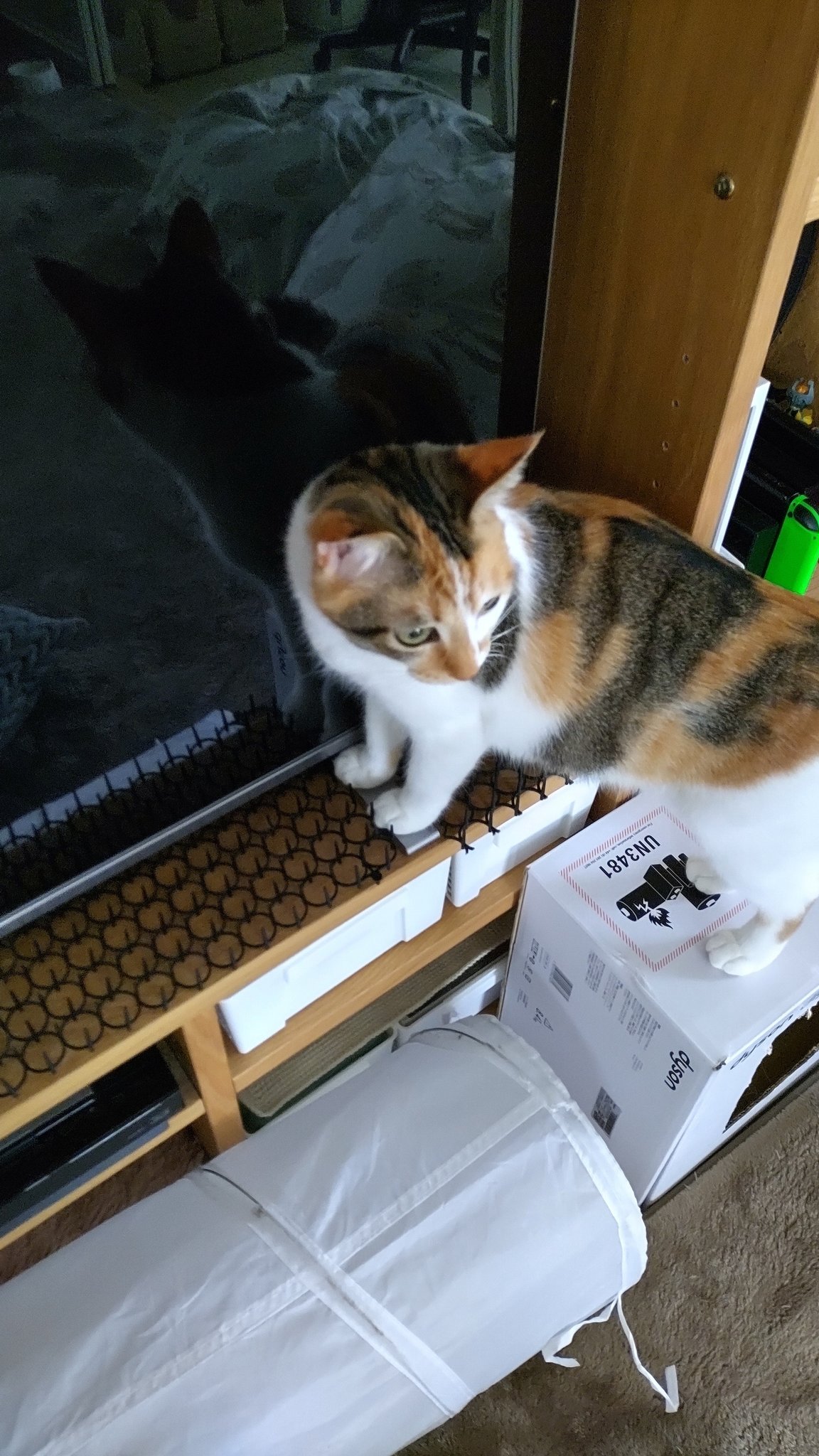 猫よけ Twitter Search Twitter