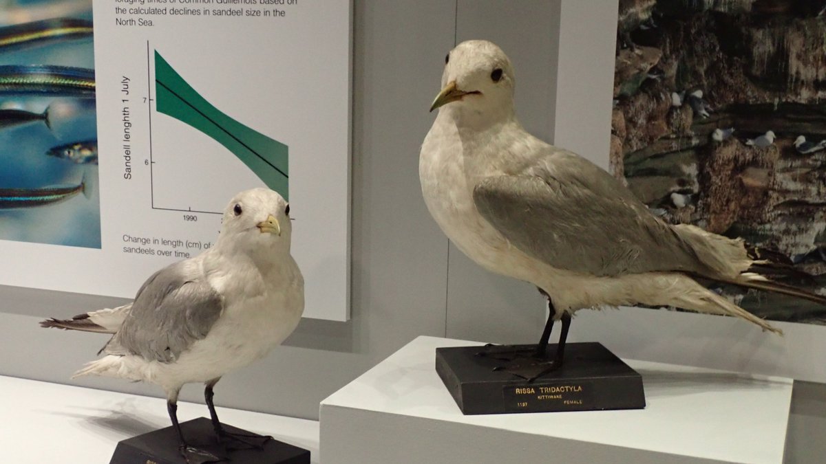 weebeastie75's tweet photo. Every Tuesday at 1pm @Hunterian are hosting
short lunchtime talks to accompany our #ChangingClimateChangingStories programme. From Seabird Science to Science crafting. Find out more/book at https://t.co/GR3d435221 #COP26 https://t.co/SWdD6x6ToV