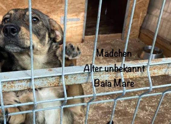 Herz_Streuner's tweet photo. ‼️Namenspate gesucht‼️

Ein Mädchen hinter Gittern, das endlich ausreisen möchte😓Um sie erst mal in die Vermittlung aufnehmen zu können, benötigt sie einen Namen. Ist hier jemand der ihr gegen eine einmalige Spende von 25€ eine Identität schenken möchte?🌹♥️

DANKE♥️ https://t.co/MaaECHbvRt