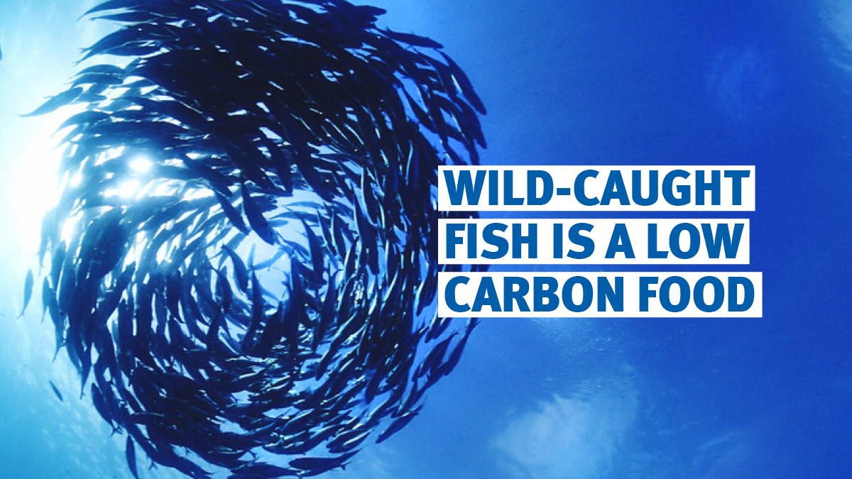 Fishing has less impact on climate than the harvesting of other proteins. A study of greenhouse gas emissions of wild #fisheries found:

🐟 For each kg of fish caught produces 1 to 5 kg of carbon 

🥩 Red meat production ranges from 50 to 750 kg of carbon per kg of meat

#seafood