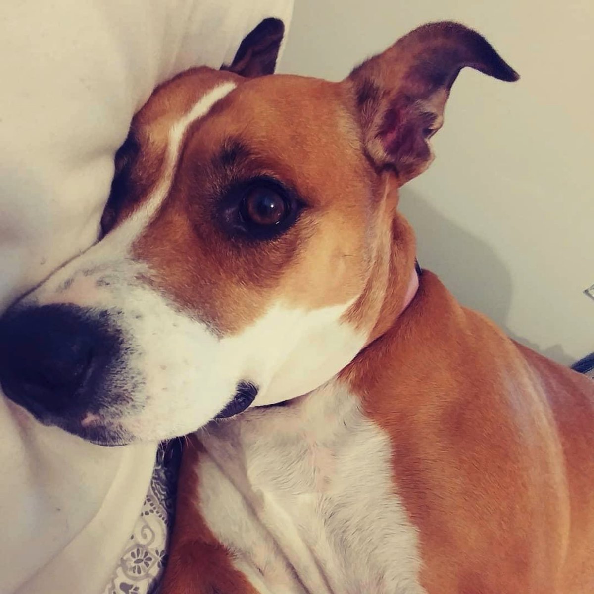 Happy Gotcha Day to our Ruby!!! She joined our pack in 2016