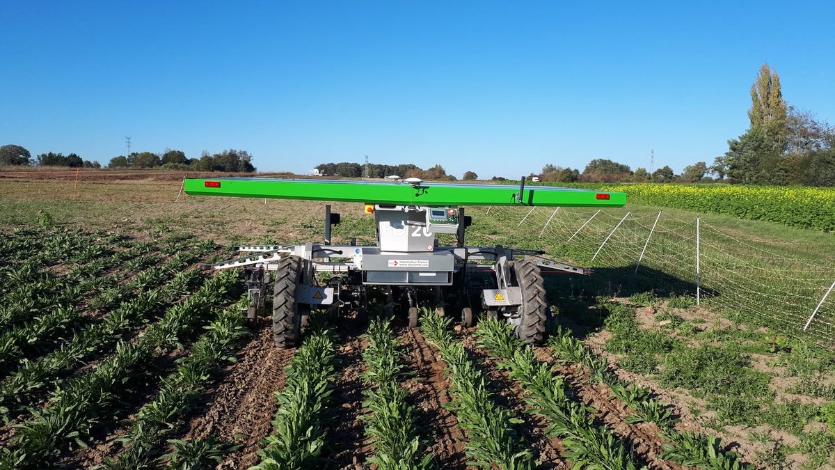 LaFNAMS's tweet photo. Deux mois après semis, le #désherbage du bleuet avec le FarmDroid distribué par #Stecomat est réussi.
Les essais se poursuivent sur d'autres espèces (carotte, persil). #AgroPAMS #CeuxQuiFontLesSemences #Semences #HEMPIT #CeuxQuiFontLesEssais https://t.co/z9ZxwvpM5F
