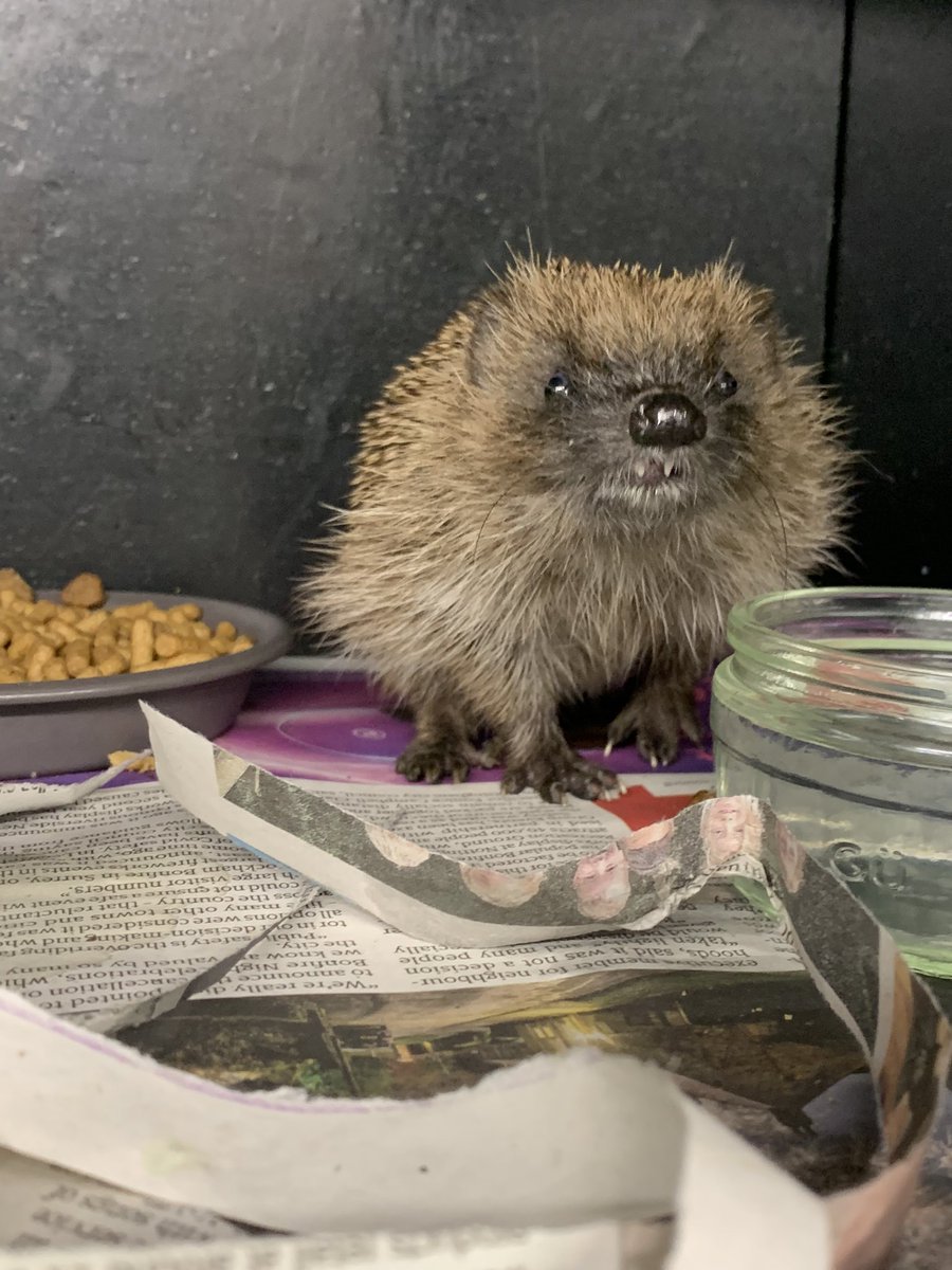 Great to see Macchiato at the food bowl, he is a very weak and unwell but he has been started on treatment and these should take effect soon 🤞🦔🐾

#wildliferehab #hedgehog #Cornwall