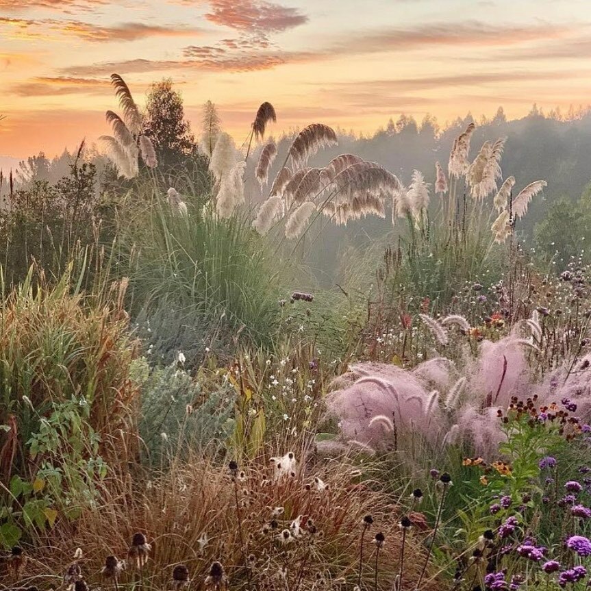 Did you know that ornamental grasses grow in these rosy hues?? We can practically smell the scent of echinacea and sweet grass from here!

Photograph and garden by @margaridasamaia

🌾

.
.
.
.
.
.
#herbnerd #plantmagic #wildflowers #ornamentalgrasses #wildgarden #autumn #mea…