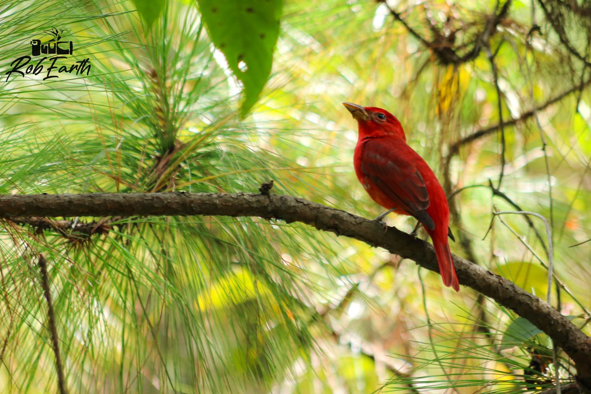 CFCRobertt's tweet photo. 📸 La Magnífica tángara roja migratoria, ave paseriforme de la familia Cardinalidae. 
 En el bosque es casi imposible no verle por su distintivo color rojo, y en esta serie de fotos mientras se alimenta, es mas dócil y tranquilo
📸 🇬🇹 ❤️ De Guatemala para https://t.co/nYbh5IlueD https://t.co/VnJymku8sR