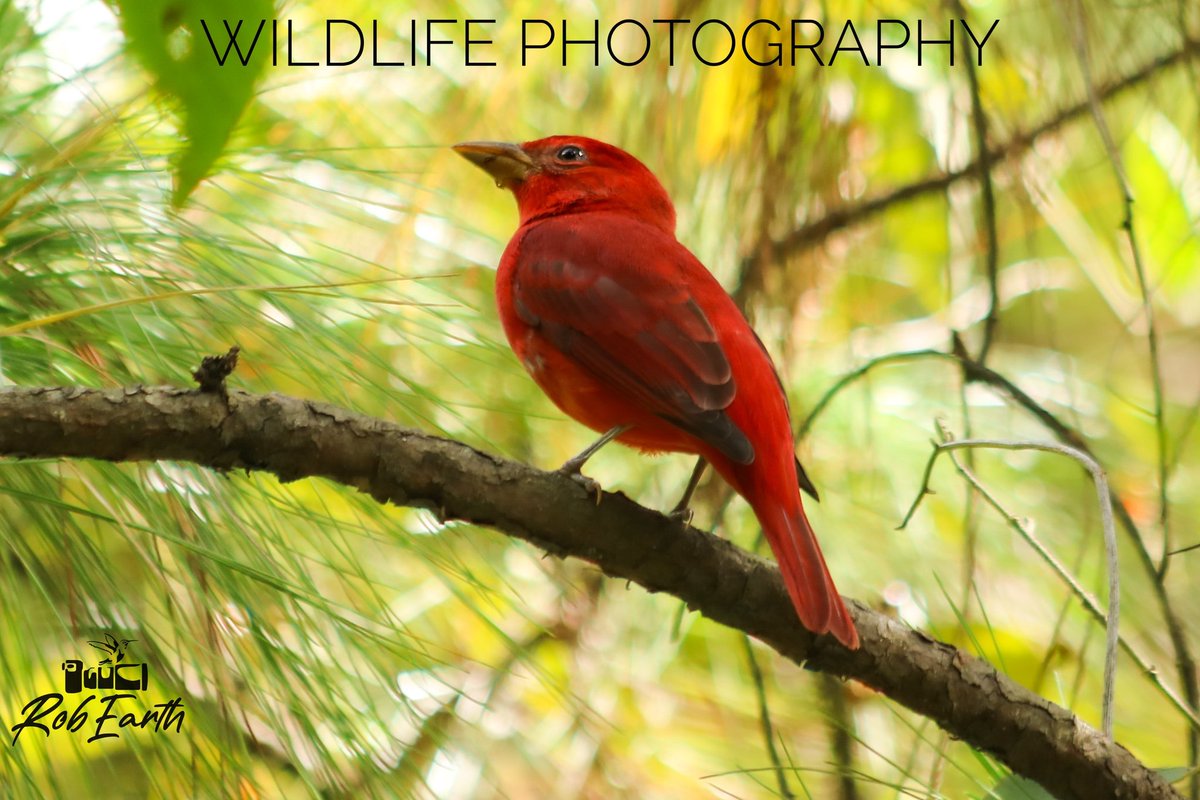 CFCRobertt's tweet photo. 📸 La Magnífica tángara roja migratoria, ave paseriforme de la familia Cardinalidae. 
 En el bosque es casi imposible no verle por su distintivo color rojo, y en esta serie de fotos mientras se alimenta, es mas dócil y tranquilo
📸 🇬🇹 ❤️ De Guatemala para https://t.co/nYbh5IlueD https://t.co/VnJymku8sR