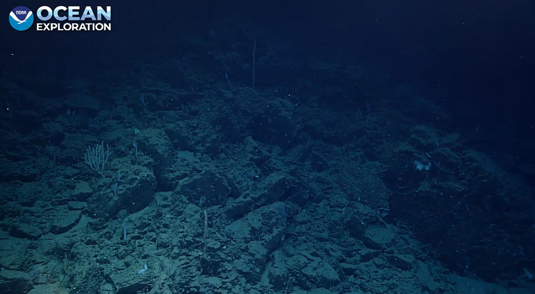 On bottom — 3,770 m (2.34 mi) below ocean's surface! 

Fun fact about today's #Okeanos dive site: Blake Spur escarpment is the steepest known location on the U.S. eastern seaboard.

Join us LIVE as we unravel mysteries of Blake Spur's shear walls: oceanexplorer.noaa.gov/livestreams/we…