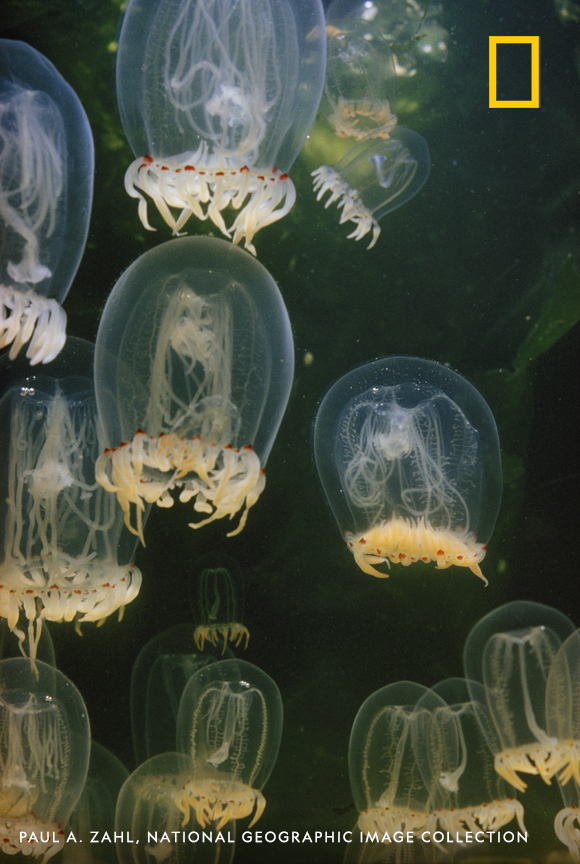 Bubble-shaped jellyfish swim by flexing the side of their clear domes #WorldJellyfishDay