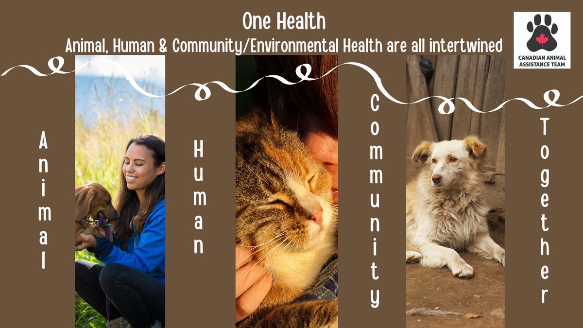 CAAT_Canada's tweet photo. It is ONE HEALTH DAY!  For CAAT to successful in improving the health and welfare of the animals in a community requires a cooperative, trusting partnership with the humans and the community as a whole.   It is all intertwined.
#CAATCanada #onehealth https://t.co/B1V4tTwBP1