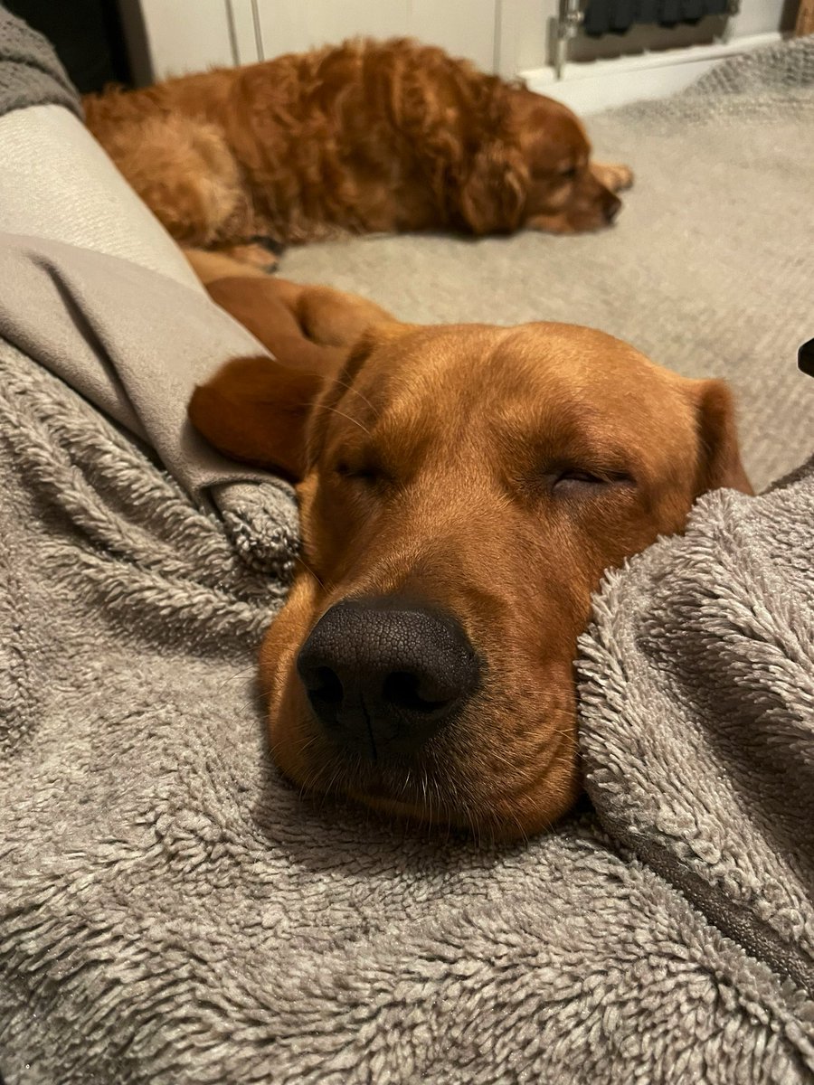 Can’t get close enough #dogsoftwitter 🤗