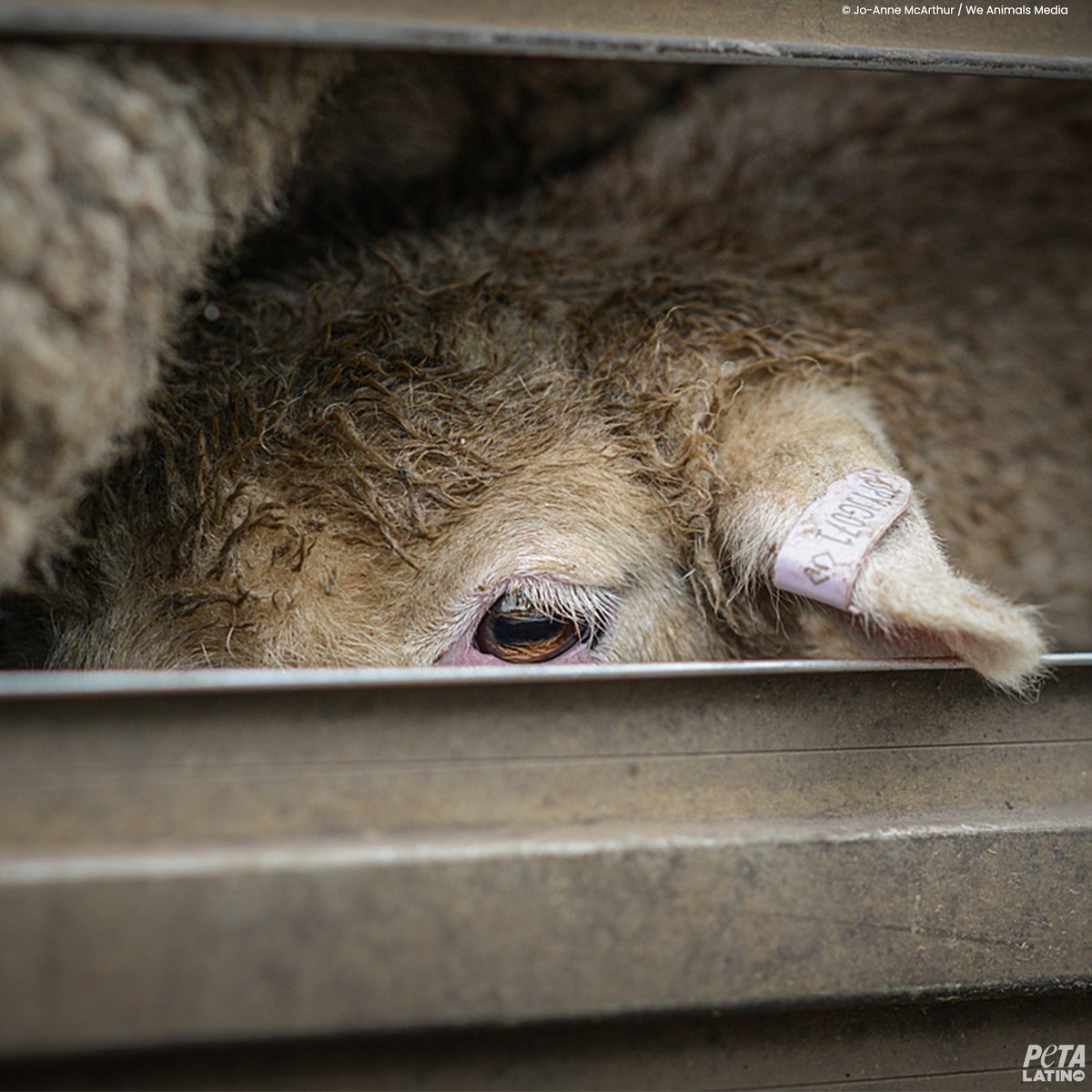 PETA_Latino's tweet photo. Trabajadores perforaban agujeros en las orejas de los corderos sin anestesia, y les quemaban la cola con un cuchillo caliente, mientras se retorcían doloridos cuando las llamas salían de su carne.
@Forever21 #DropTheWool https://t.co/azEA3J0FbJ