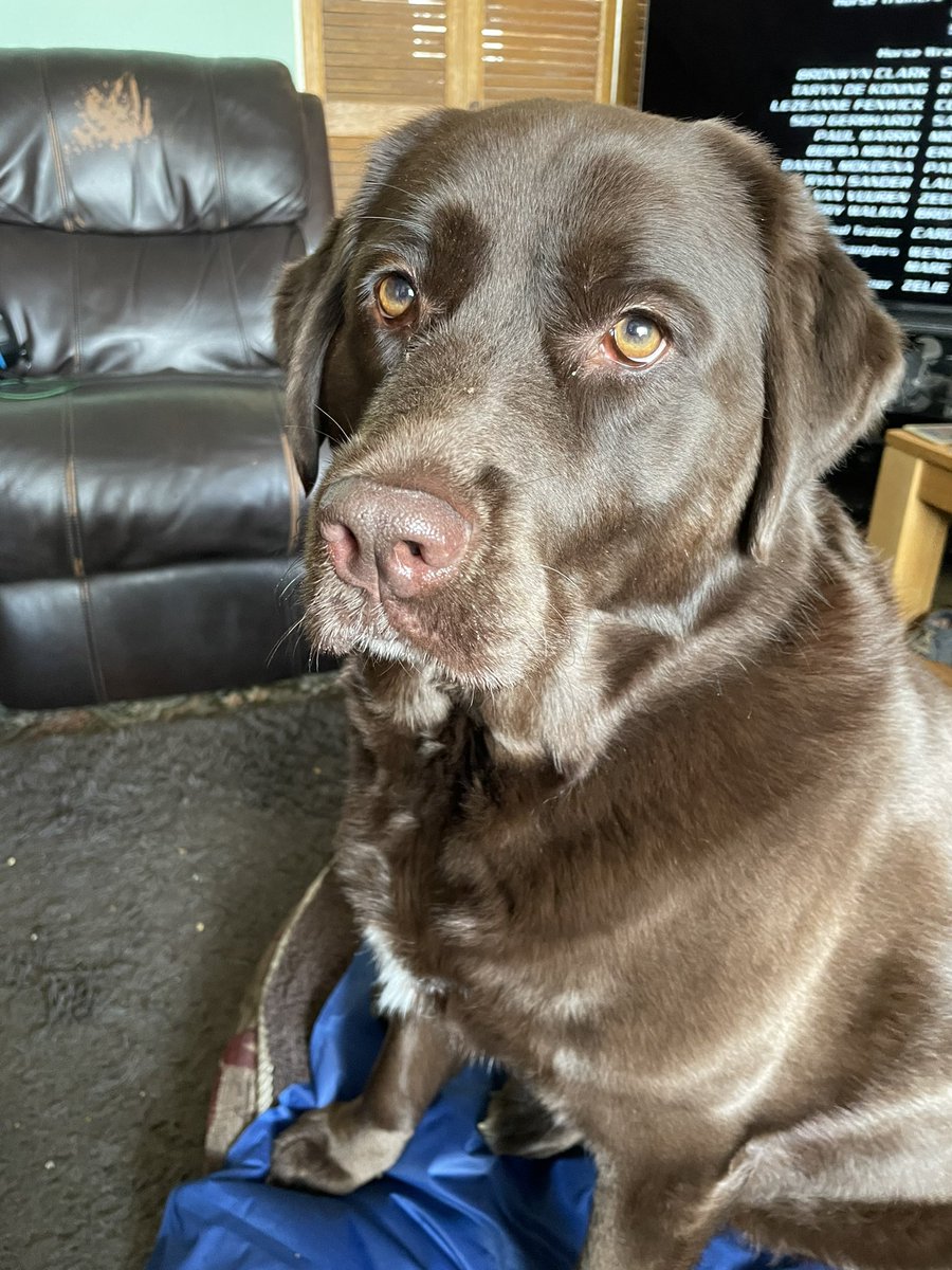 Coolgoldfish Designs tweet media