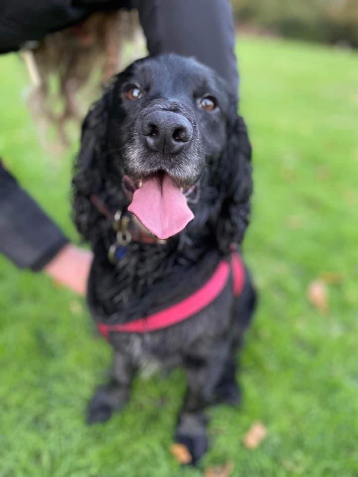 ‼MISSING‼ George from #Breastonpark 5yr old black #cockerspaniel CHIPPED&NEUTERED very friendly/can be nervous around new people. wearing red harness/brown collar/tag. Pls call 07759242960.from rescue so super worried about him!TY facebook.com/groups/1497892… @LongEatonLife