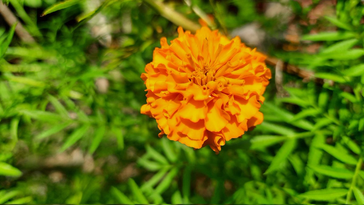 Glad to be travelling again in the midst of a pandemic. Life of a researcher.

#NorthEast #researchanddevelopment #indigenoustribes #exploringthelivesofruralpeople