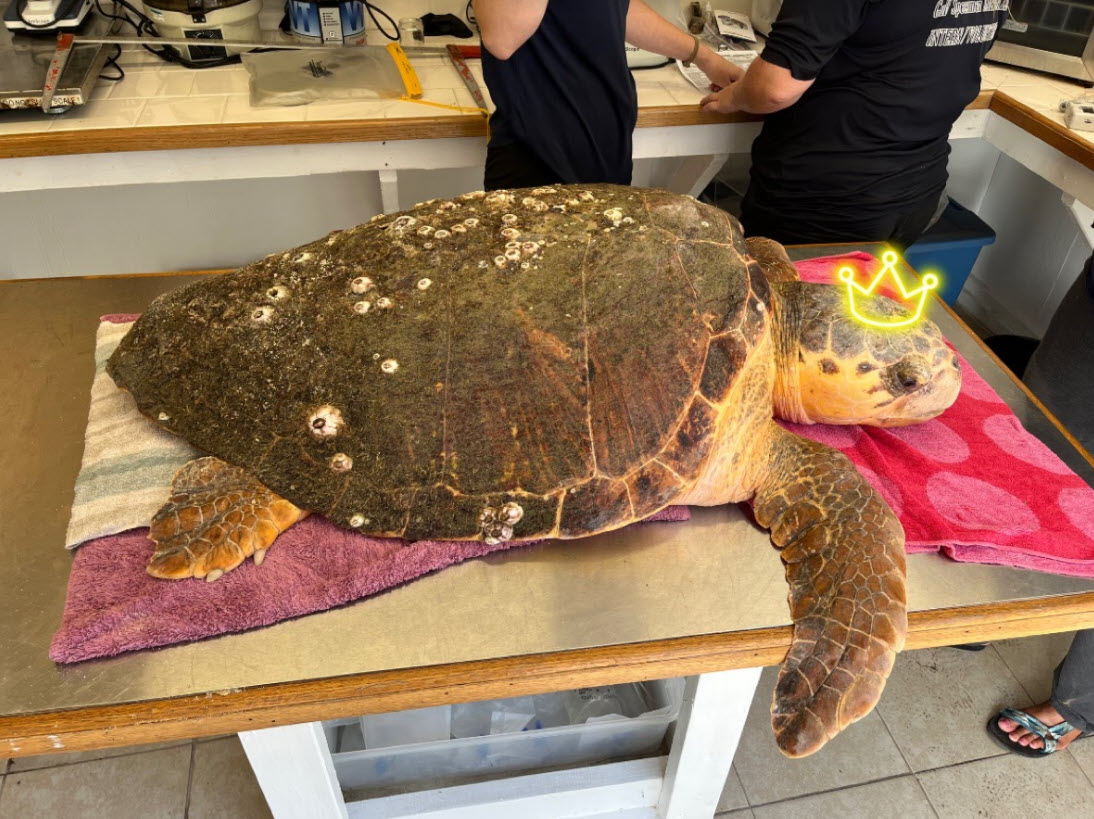 GulfSpecimenAq's tweet photo. We're back with a new turtle Rescue, Hope! Hope was affected by red tide and has a lengthy rehab ahead of her. You can donate to our queen's rehab fund here to help cover costs for all of her expensive scallop cravings!

https://t.co/6ZYWAsGva8 https://t.co/5Fe3CZsYi7