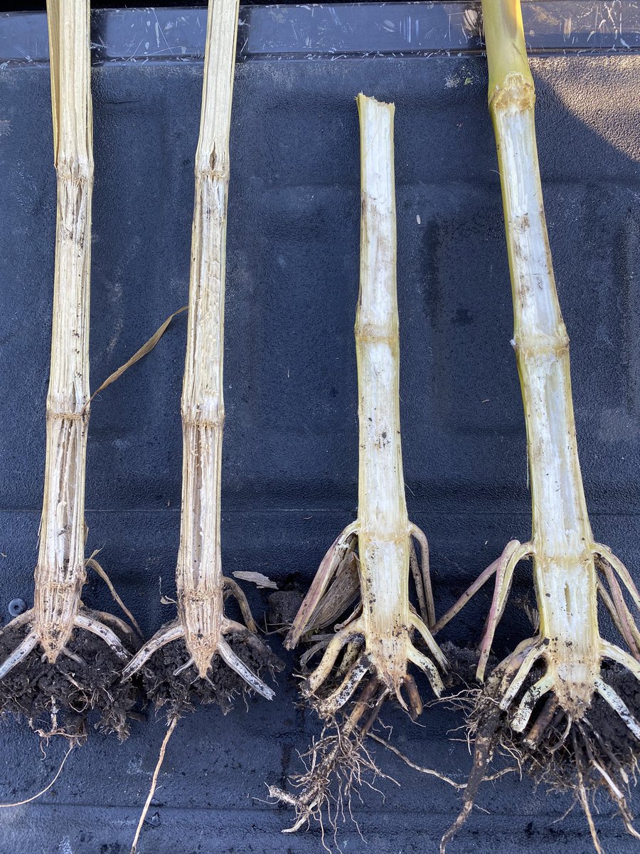 Seeing outstanding responses with Xyway LFR™️ fungicide from <a href="/FMCAgUS/">FMC Ag US</a> - my favorite time of year. Left, untreated | Right, treated.