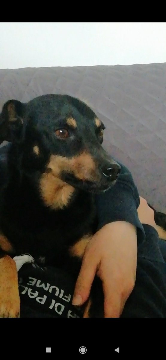 dilloadaniel's tweet image. Domenica Clio si è allontanata da casa (Villotta di Chions, provincia di PN). Clio è un meticcio di 7 anni, colore nero focato ed è socievole e affettuosa. Vediamo se internet fa il miracolo e ci aiuta a rintracciarla. Se avete qualche informazione utile chiamate il 3491731626