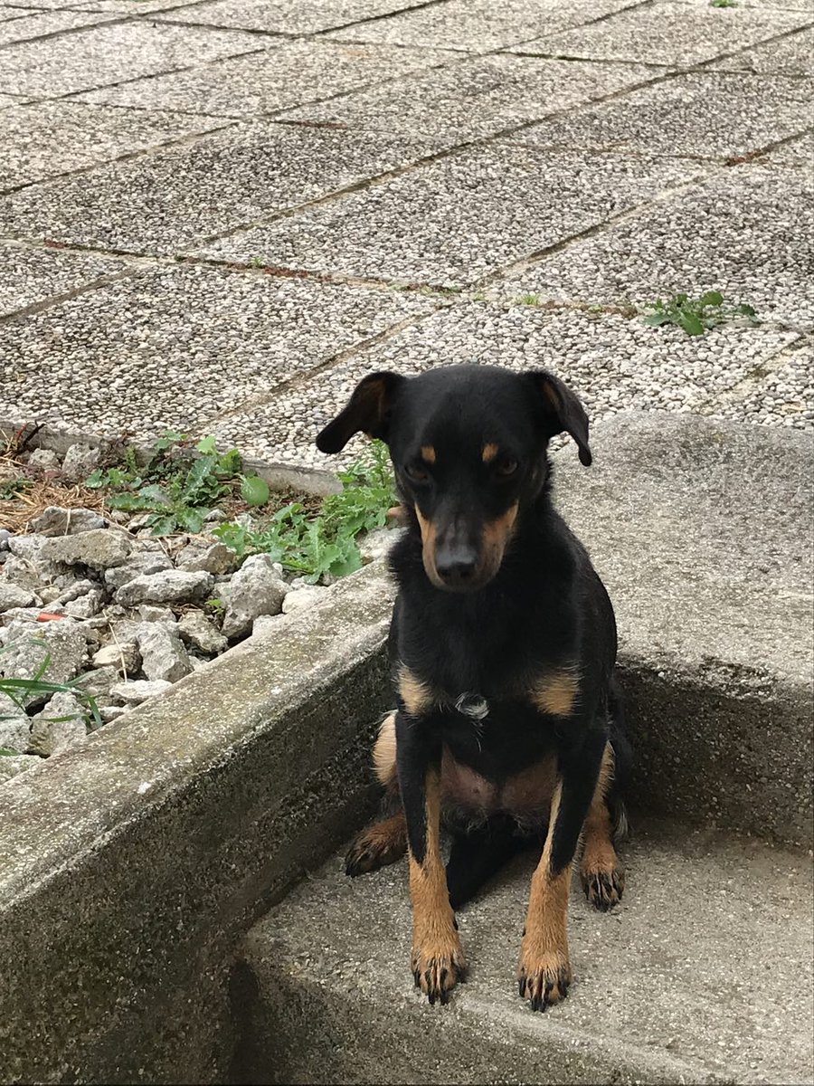 dilloadaniel's tweet image. Domenica Clio si è allontanata da casa (Villotta di Chions, provincia di PN). Clio è un meticcio di 7 anni, colore nero focato ed è socievole e affettuosa. Vediamo se internet fa il miracolo e ci aiuta a rintracciarla. Se avete qualche informazione utile chiamate il 3491731626