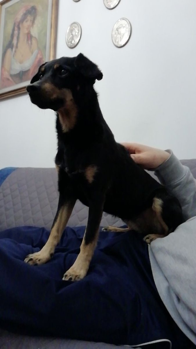 dilloadaniel's tweet image. Domenica Clio si è allontanata da casa (Villotta di Chions, provincia di PN). Clio è un meticcio di 7 anni, colore nero focato ed è socievole e affettuosa. Vediamo se internet fa il miracolo e ci aiuta a rintracciarla. Se avete qualche informazione utile chiamate il 3491731626