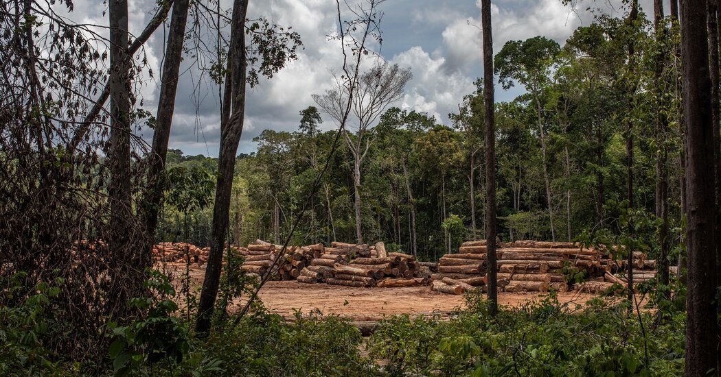 DrDavidKatz's tweet photo. Opinion | The Road to Climate Recovery Goes Through the Wild Woods https://t.co/PoikJ4aeBH
-of #climatechange, #forest, and #trees. Here's hoping we see the big picture before it's too late. @ph_alliance @HIHngo @amazonwatch https://t.co/fUeWmTqKd8
