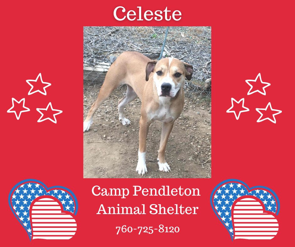 sdshelters's tweet photo. #AdoptAPatrioticPetWednesday🇺🇸
Celeste is a lovely lady, about 1 year old, and has the prettiest "Cleopatra" eyes with that smoky eyeliner. She gets along well with other friendly dogs.  Can you make her a real member of your family forever? Call 760-725-8120. https://t.co/JQJb0lYDg6