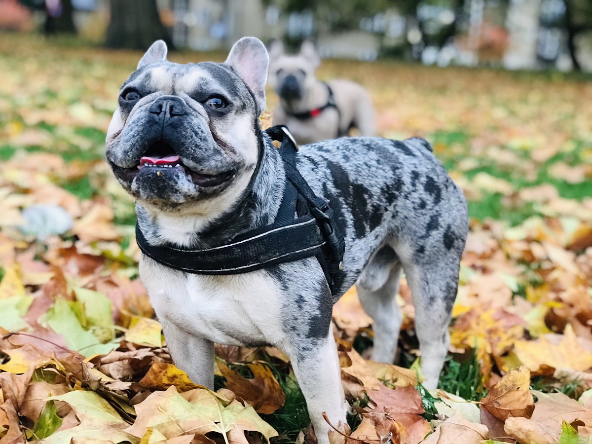 ArchieMac12's tweet photo. Autumn leaves 🍁 
#AutumnFalls https://t.co/kjfknFA1ta