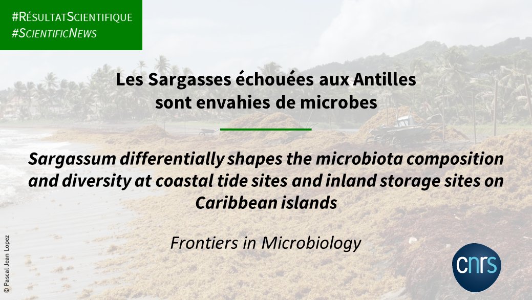 CNRSecologie's tweet photo. #ScientificNews 🔎

A study on the diversity of microorganisms associated with stranded sargassum shows the differences between the microbiota of macroalgae on beaches and those from storage sites.

📕  https://t.co/0CMSI46FXC https://t.co/zgb5WIdDWl
