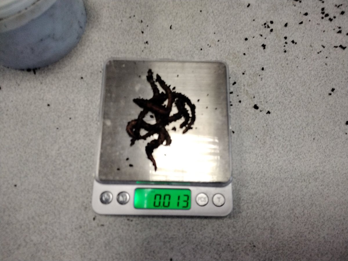 DeltaGreengates's tweet photo. #Year5GG had a brilliant time exploring the reproduction of worms and crickets by setting up our own wormery and cricket habitat. #deltasciencelab @Empiribox #TeamGGscience #TeamGG https://t.co/3c8zhskniY