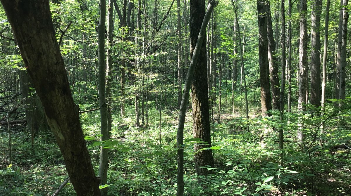 New conserved land in Clarkson! Thank you to Pam &amp; Kermit Mercer for protecting their forested wetlands. Land like this 87 acres is important to conserve for wildlife. It also reduces flooding downstream in extreme weather events.
