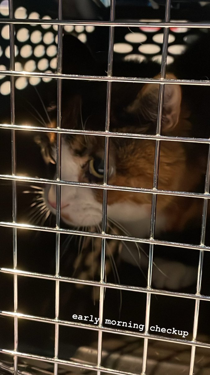 Pat (@pat@mutual.tls.zone/@pcable.net) tweet media