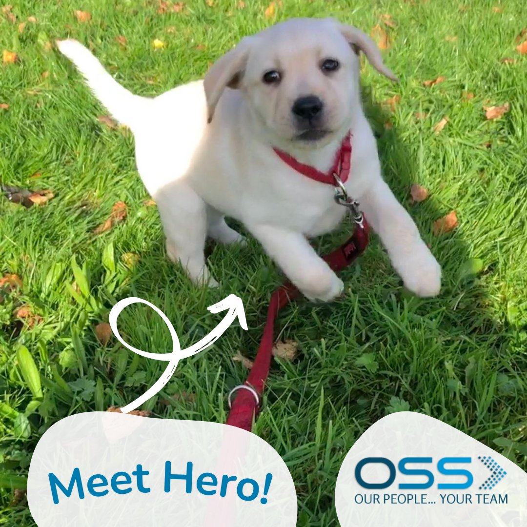 Meet super pup, Hero 🐶⚡ who is our latest recruit to our puppy training programme!! Named by our amazing corporate partners @ossjobs, they will be sponsoring her training over the next 2 years 🙌 You can make a donation and support Hero at this link: ow.ly/yyZO50GF2yy