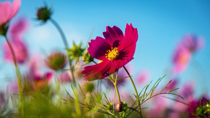 mimiFilmMotion's tweet photo. #秋桜 https://t.co/ftueDdSUnW