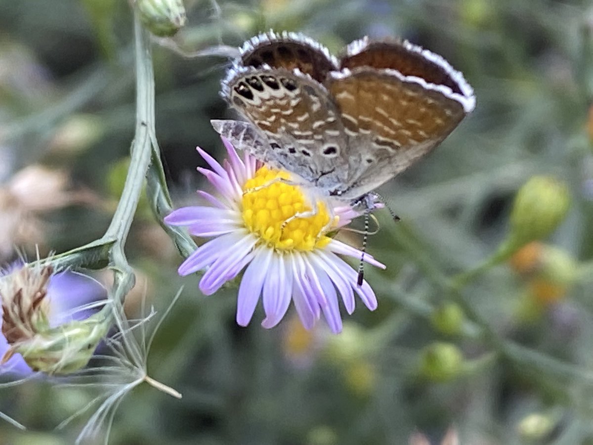 Grateful to <a href="/NabaButterfly/">NabaButterfly</a> for three days of excellent field trips. I wonder how many hours it will now take to curate photos and upload to iNat?! #butterfly
