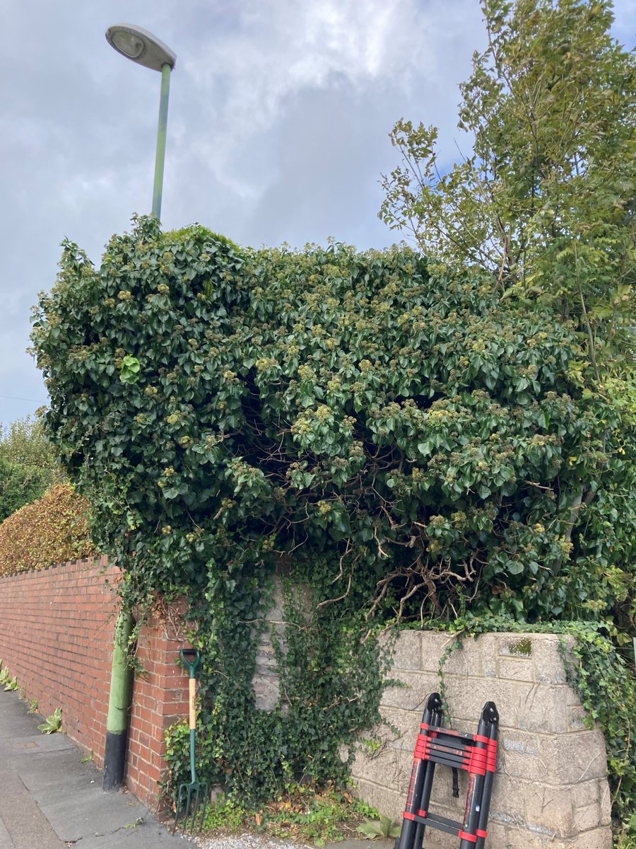 brixhamtc's tweet photo. ***LENGTHSMEN UPDATE***
With the early November weather staying onside, the lengthsmen carried out a big cutback job on the alleyway at the junction of Cudhill Road / Greenover Road
#looksmuchbetter #keepbrixhambeautiful #makingadifference https://t.co/lRIvX6keW2