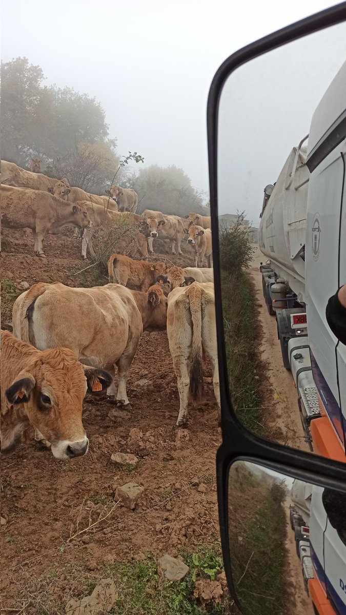 enbove's tweet photo. @lacompetencia ús escolto fent #pastureig https://t.co/EsnpSU28O9