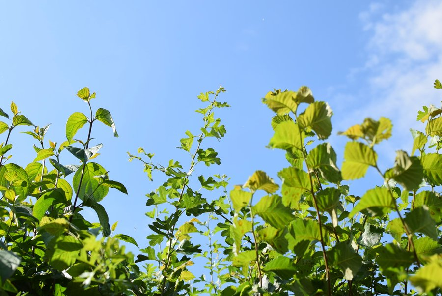 FavColour_Green's tweet photo. I'm following #COP26  &amp; I think it's important to remember that farmers are not the bad guys! Instead they hold many solutions both in terms of our biodiversity &amp;our climate crises

(Predictably) I will outline hedgerows as an example, but this is just one of many opportunities https://t.co/nzOynnjgXt